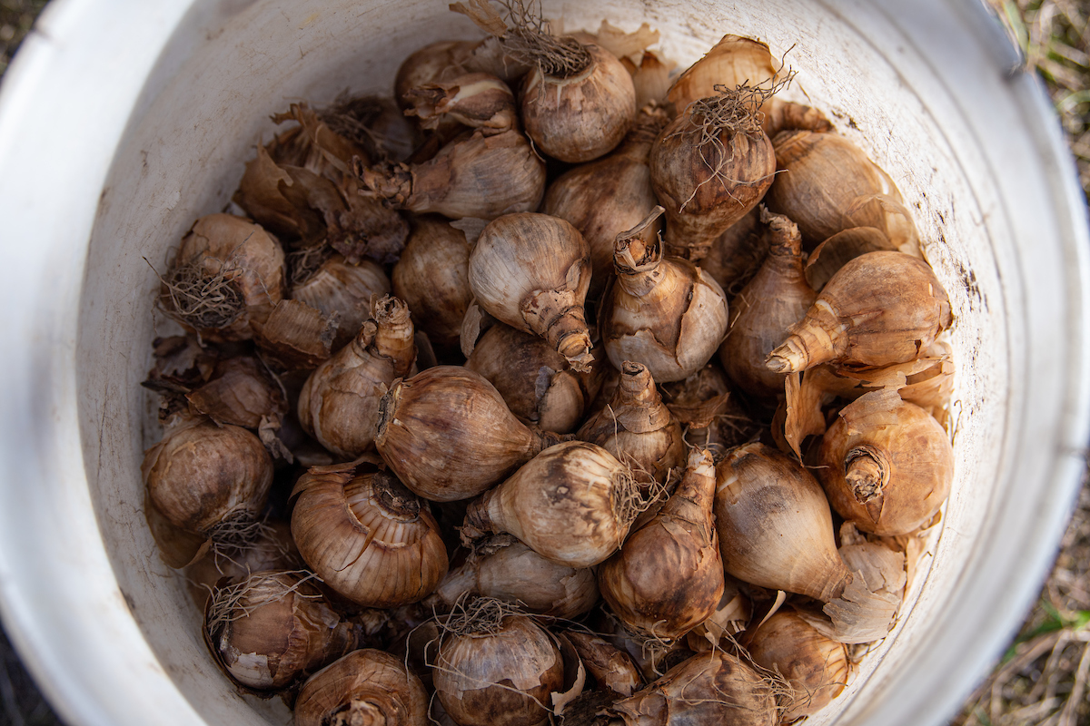 PLANTING THE SEEDS (OR BULBS) OF REMEMBRANCE ON KENT STATE’S DAFFODIL HILL; Kent State Today